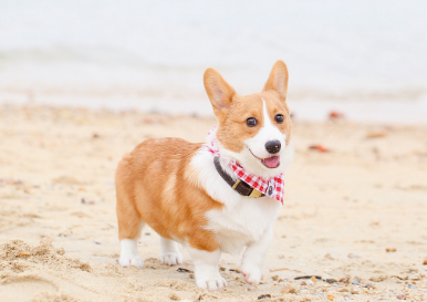 怎么样给柯基犬洗澡最好