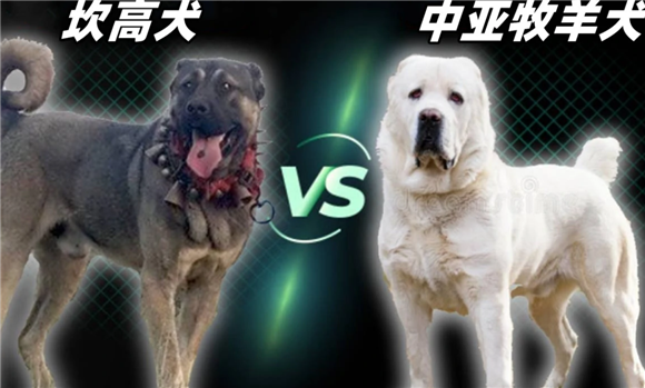 中亚犬与坎高犬区别