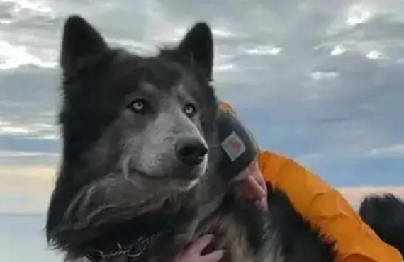 蓝湾牧羊犬智商高吗?