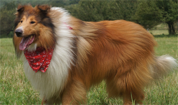 苏格兰牧羊犬不能吃什么呢? 苏格兰牧羊犬不能吃什么呢?