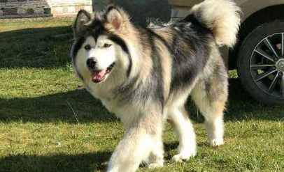为什么都不建议饲养阿拉斯加犬啊？