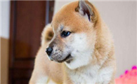 柴犬眼睛下面掉毛，有哪些原因引起柴犬掉毛？
