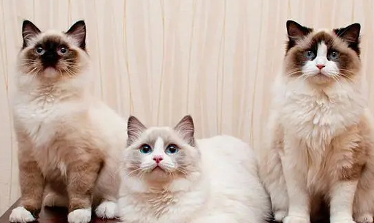 布偶猫源自哪个国家