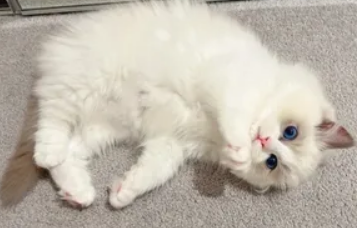 布偶猫不做绝育有什么影响 是不是就会生一窝小猫 布偶猫不做绝育有什么影响 是不是就会生一窝小猫