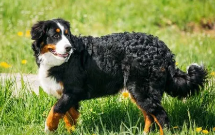 伯恩山犬为什么寿命短