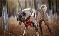 坎高犬最怕什么犬