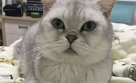 猫吐猫粮糊糊怎么办？怎么治疗？