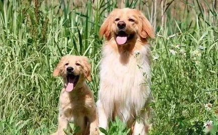 母犬发情的症状是什么?不妨来看看吧 母犬发情的症状是什么?不妨来看看吧