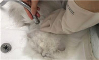 宠物店猫咪洗耳朵多少钱