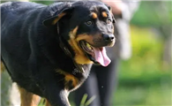 适合独居女生养的护卫犬有哪些?