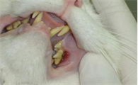 猫牙结石怎么办?猫牙结石有什么症状?