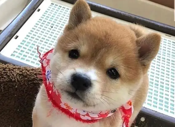 柴犬尾巴几个月卷?正常来说两个月基本卷尾了 柴犬尾巴几个月卷?正常来说两个月基本卷尾了