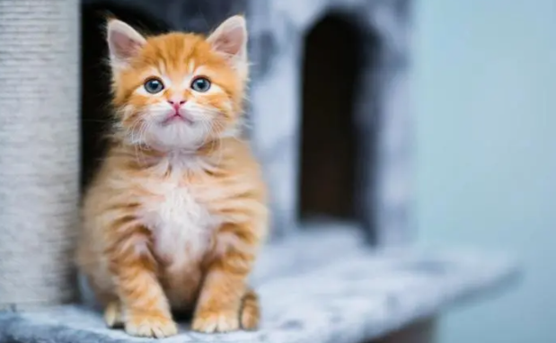 猫生产前有什么征兆？