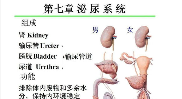 来看，狗狗泌尿系统结石分类及详细解析