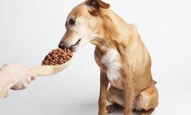 狗狗生病有哪些表现？来看看吧！