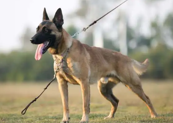 小马犬怎么训练坐立呢