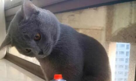 蓝猫吃化毛膏有用吗