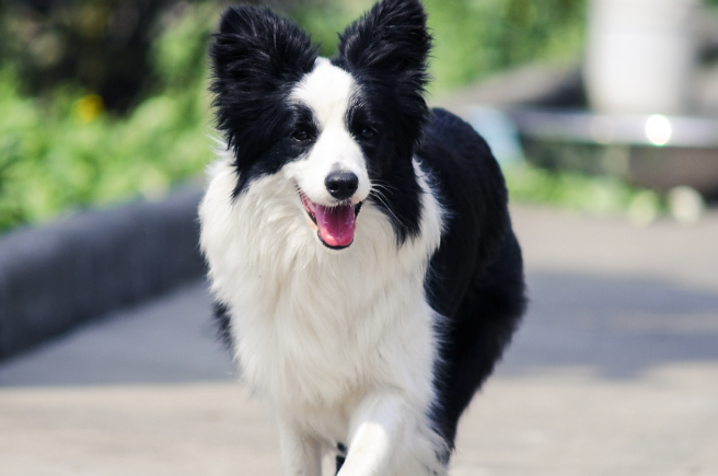 边境牧羊犬多大之后不能再生育了？牧羊犬生育繁殖！