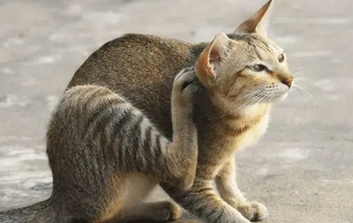 猫咪老挠耳朵,耳朵都挠破了,这一般是什么情况呢? 猫咪老挠耳朵,耳朵都挠破了,这一般是什么情况呢?