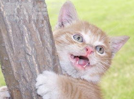 猫咪5个月牙齿掉了怎么办? 猫咪5个月牙齿掉了怎么办?