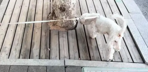 皮包骨头的比熊好不容易有个家,5天后,它却又失去了那个家 皮包骨头的比熊好不容易有个家,5天后,它却又失去了那个家