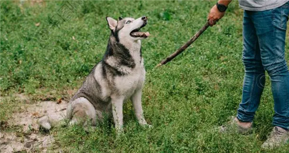 训练哈士奇幼犬大小便