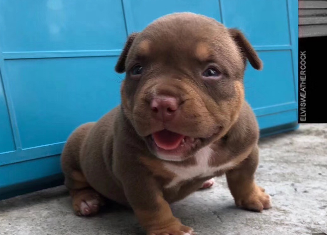 幼犬恶霸怎么训练