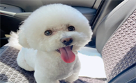 比熊幼犬渴了会有什么表现