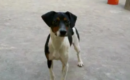 太仓犬打架凶吗