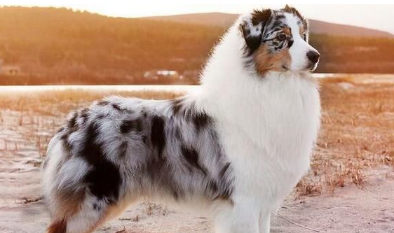 澳洲牧羊犬适合家养吗?可以作为家庭伴侣来养 澳洲牧羊犬适合家养吗?可以作为家庭伴侣来养