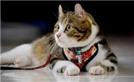 猫咪突然没精神怎么回事?