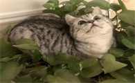 虎斑猫与银渐层哪只好