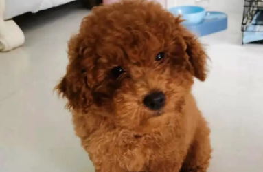 泰迪犬什么时候剃胎毛？泰迪犬剃胎毛后常见疾病？
