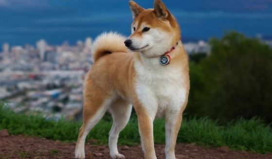 柴犬大便不成形，这三招可以解决问题！