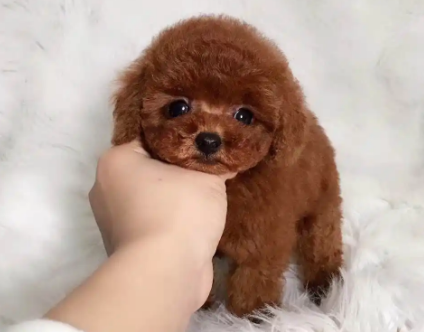 大泰迪的别称是什么呢
