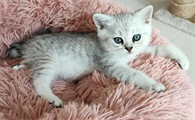 银渐层和虎斑猫的孩子叫什么品种