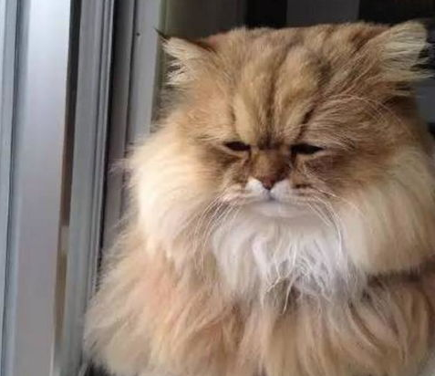 猫毛打结了梳不开怎么办？