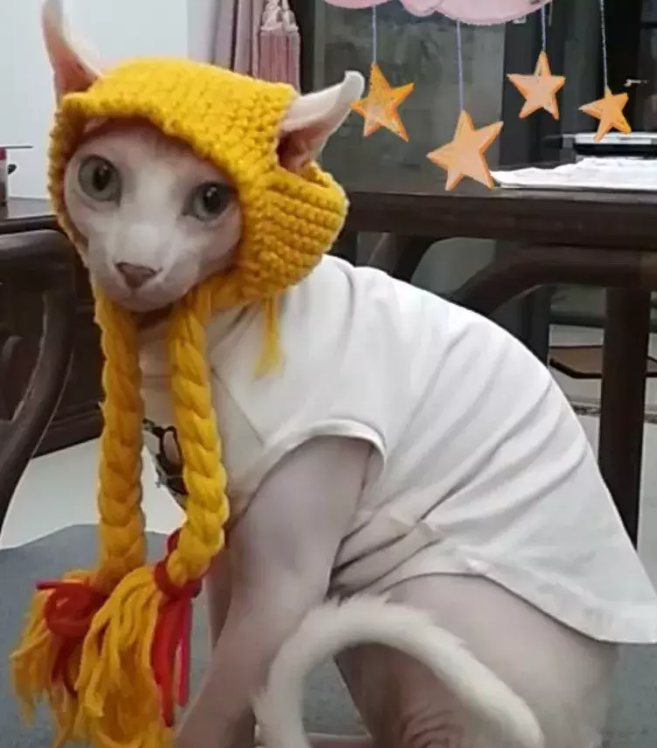 女子给猫买帽子后上传买家秀,却被卖家婉言拒绝:太真实了 女子给猫买帽子后上传买家秀,却被卖家婉言拒绝:太真实了
