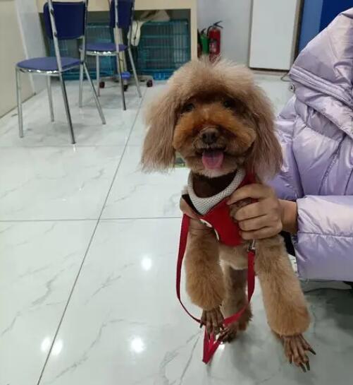 宠物医院有上门服务吗