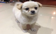 狗狗托运哪家比较好