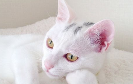 猫喝牛奶吐了怎么办？来看看吧