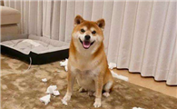 柴犬有什么特点?柴犬的主要六个特点