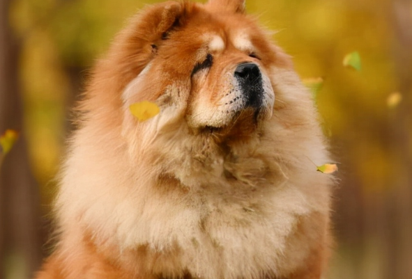 带松狮犬出去玩耍的好处和要注意的事项！
