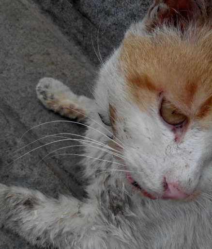 猫口腔溃疡流口水怎么办? 猫口腔溃疡流口水怎么办?