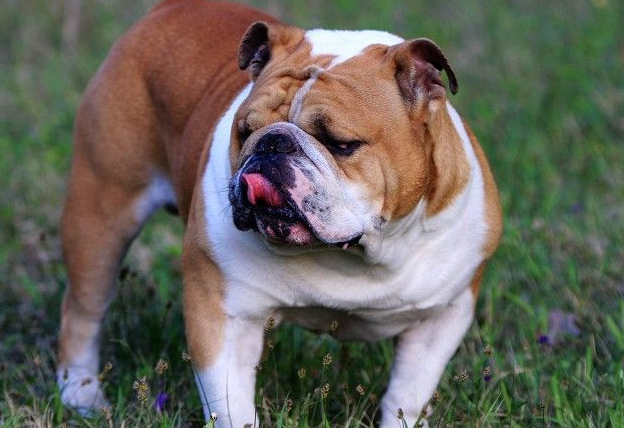 英国斗牛犬适合看家吗