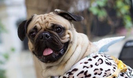 如何预防巴哥犬掉毛?不断地替巴哥犬梳毛。 如何预防巴哥犬掉毛?不断地替巴哥犬梳毛。