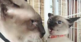 你们说，猫猫耳朵痒怎么办？