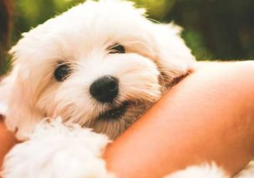 狗狗打了狂犬疫苗后发烧怎么办?来get下吧 狗狗打了狂犬疫苗后发烧怎么办?来get下吧