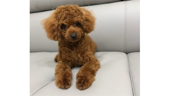 什么狗最干净最好养?这几种狗是公认最容易饲养的狗狗 什么狗最干净最好养?这几种狗是公认最容易饲养的狗狗