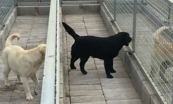 拉布拉多犬舍哪